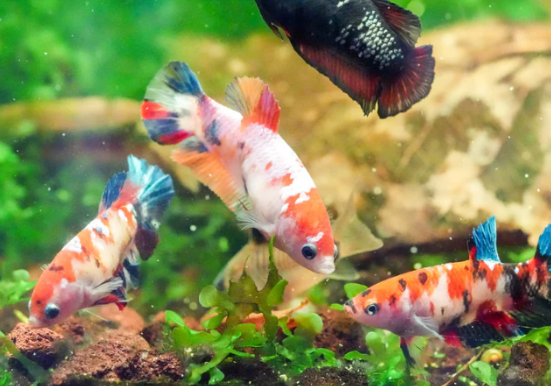 Ultimate Guide to Betta Fish: Care, Breeding, and Tank Maintenance