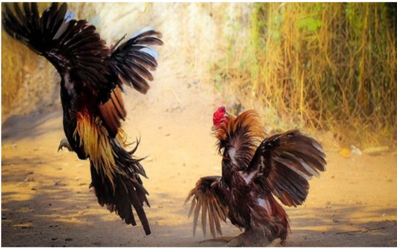 What is Online Cockfighting? Exciting and Thrilling Live Matches